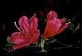 01020-00230-Red Flowers-Azalea.jpg