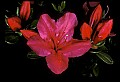 01020-00231-Red Flowers-Azalea.jpg