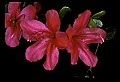 01020-00232-Red Flowers-Azalea.jpg