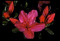 01020-00233-Red Flowers-Azalea.jpg
