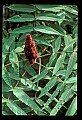 01020-00235-Red Flowers-Staghorn Sumac.jpg