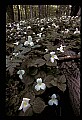 01005-00001-White Flowers-Trillium.jpg