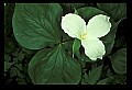 01005-00002-White Flowers-Trillium.jpg