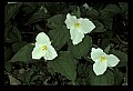 01005-00003-White Flowers-Trillium.jpg