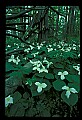 01005-00005-White Flowers-Trillium.jpg