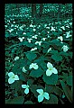 01005-00007-White Flowers-Trillium.jpg