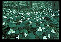 01005-00008-White Flowers-Trillium.jpg