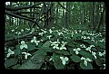 01005-00009-White Flowers-Trillium.jpg