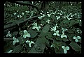 01005-00010-White Flowers-Trillium.jpg