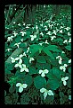 01005-00011-White Flowers-Trillium.jpg