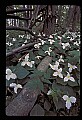 01005-00013-White Flowers-Trillium.jpg