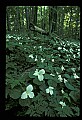 01005-00014-White Flowers-Trillium.jpg