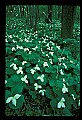 01005-00015-White Flowers-Trillium.jpg
