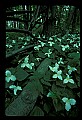 01005-00016-White Flowers-Trillium.jpg