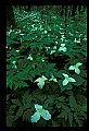 01005-00017-White Flowers-Trillium.jpg