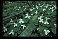 01005-00018-White Flowers-Trillium.jpg