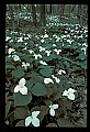 01005-00019-White Flowers-Trillium.jpg