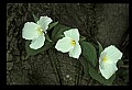 01005-00021-White Flowers-Trillium.jpg