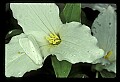 01005-00022-White Flowers-Trillium.jpg