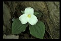 01005-00023-White Flowers-Trillium.jpg