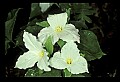 01005-00024-White Flowers-Trillium.jpg