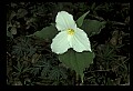 01005-00025-White Flowers-Trillium.jpg