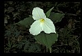 01005-00026-White Flowers-Trillium.jpg