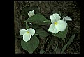 01005-00027-White Flowers-Trillium.jpg