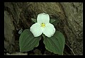 01005-00028-White Flowers-Trillium.jpg