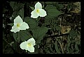 01005-00029-White Flowers-Trillium.jpg