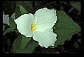 01005-00030-White Flowers-Trillium.jpg