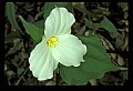 01005-00031-White Flowers-Trillium.jpg