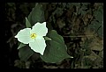 01005-00032-White Flowers-Trillium.jpg