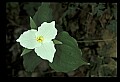 01005-00035-White Flowers-Trillium.jpg
