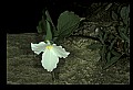 01005-00036-White Flowers-Trillium.jpg