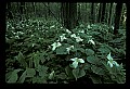 01005-00037-White Flowers-Trillium.jpg