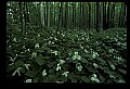 01005-00038-White Flowers-Trillium.jpg