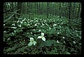 01005-00039-White Flowers-Trillium.jpg