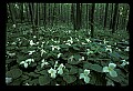 01005-00040-White Flowers-Trillium.jpg
