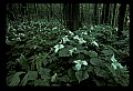 01005-00041-White Flowers-Trillium.jpg