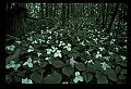01005-00042-White Flowers-Trillium.jpg
