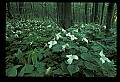 01005-00044-White Flowers-Trillium.jpg