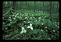 01005-00045-White Flowers-Trillium.jpg