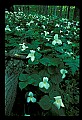 01005-00047-White Flowers-Trillium.jpg