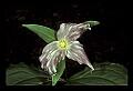 01005-00050-White Flowers-Trillium.jpg