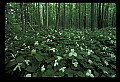 01005-00051-White Flowers-Trillium.jpg