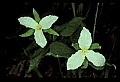 01005-00053-White Flowers-Trillium.jpg