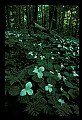 01005-00054-White Flowers-Trillium.jpg