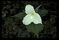 01005-00055-White Flowers-Trillium.jpg