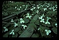 01005-00056-White Flowers-Trillium.jpg